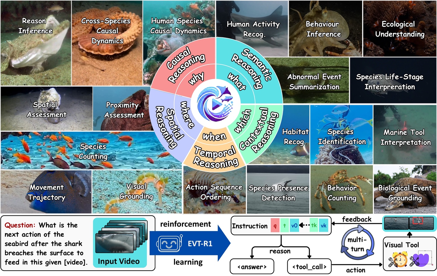 Marine Video Understanding